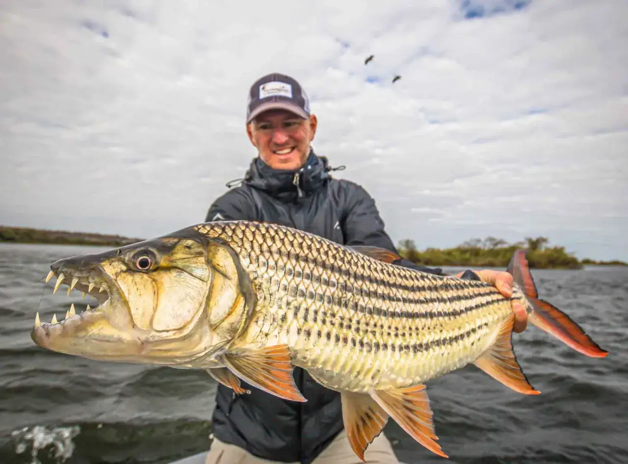 Un pescador sonriente muestra un pez tigre africano con sus afilados dientes al descubierto.