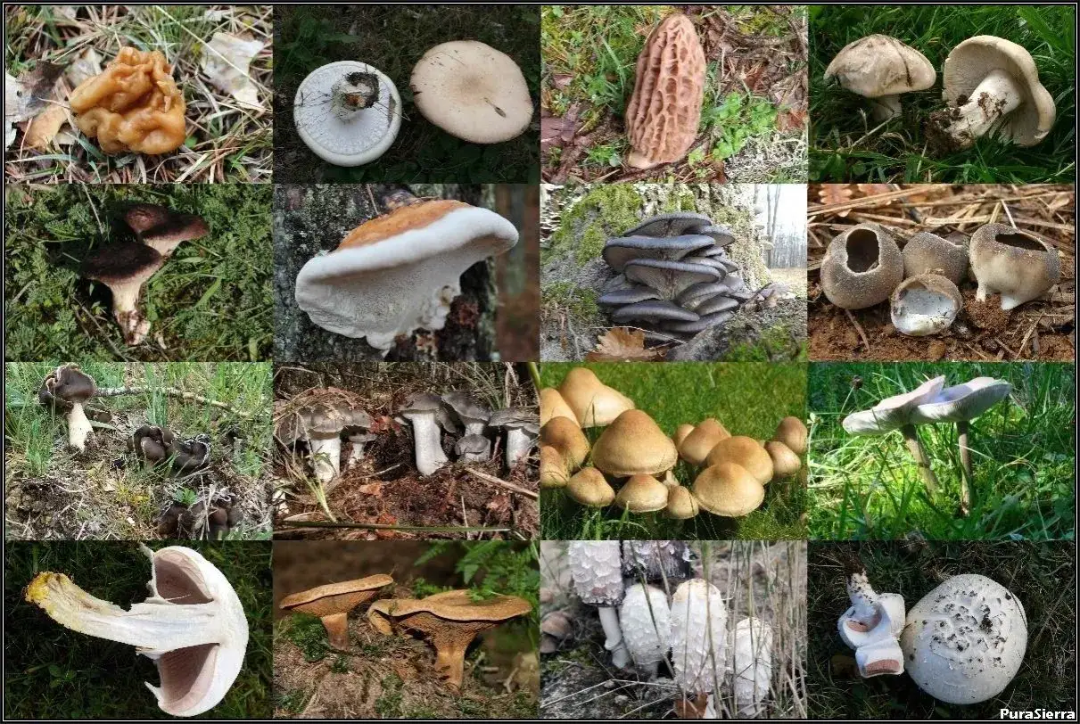 Collage de setas de temporada: morillas, boletus, rebozuelos y otras variedades silvestres.