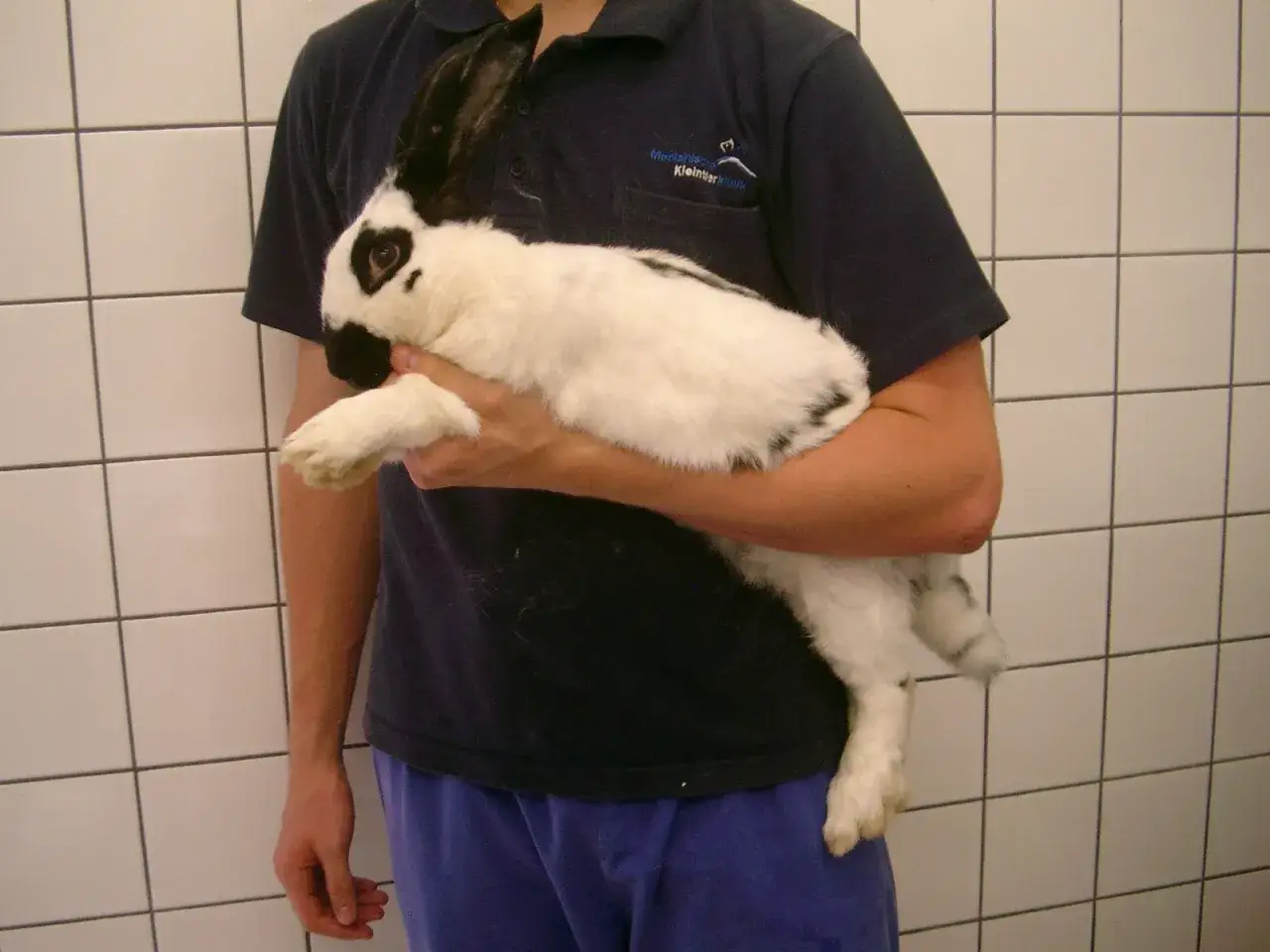 Ein Mann h&auml;lt ein wei&szlig;es Kaninchen mit schwarzen Flecken. Das Kaninchen frisst nicht, was Anlass zur Sorge gibt.