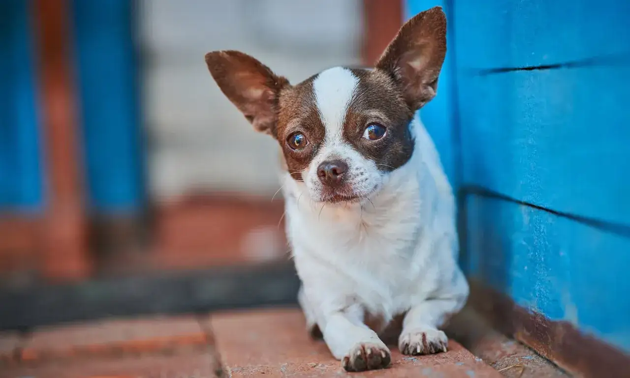 En liten chihuahua med stora öron och en vit fläck på huvudet sitter på tegelstenar. Dess nyfikna blick speglar chihuahua temperament.