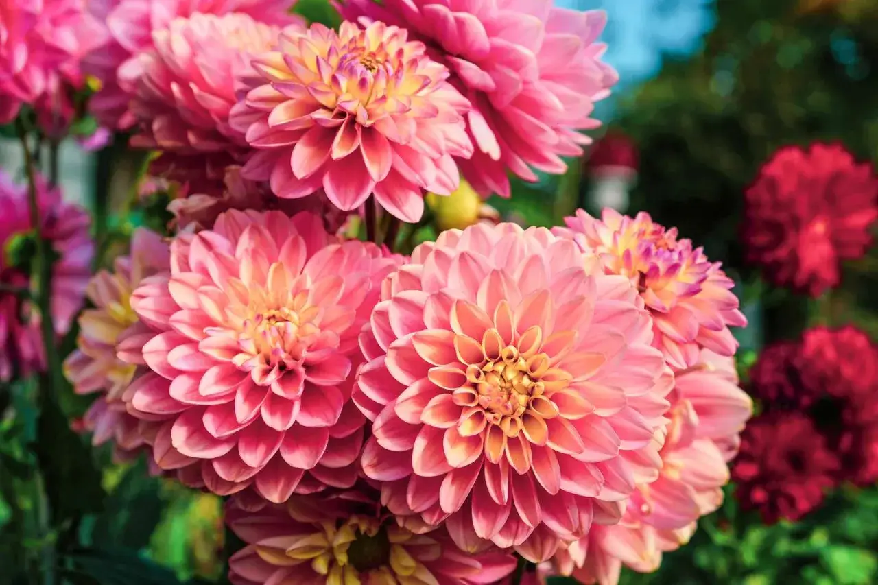 Strahlende Dahlien in Rosa und Pink, die zeigen, welche schnittblumen halten lange. Ein Traum f&uuml;r jede Vase.
