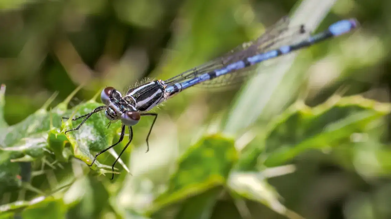Ein blauer Libellen-Steckbrief: Nahaufnahme einer blauen Federlibelle mit ihren großen Augen und transparenten Flügeln, die auf einem grünen Blatt sitzt.