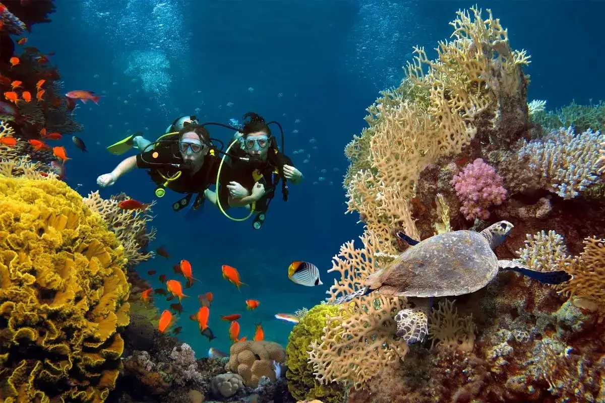 Zwei Taucher erkunden bunte Korallenriffe und schwimmen neben einer Meeresschildkr&ouml;te. Ein unvergessliches Erlebnis beim **Tauchen Bali**.