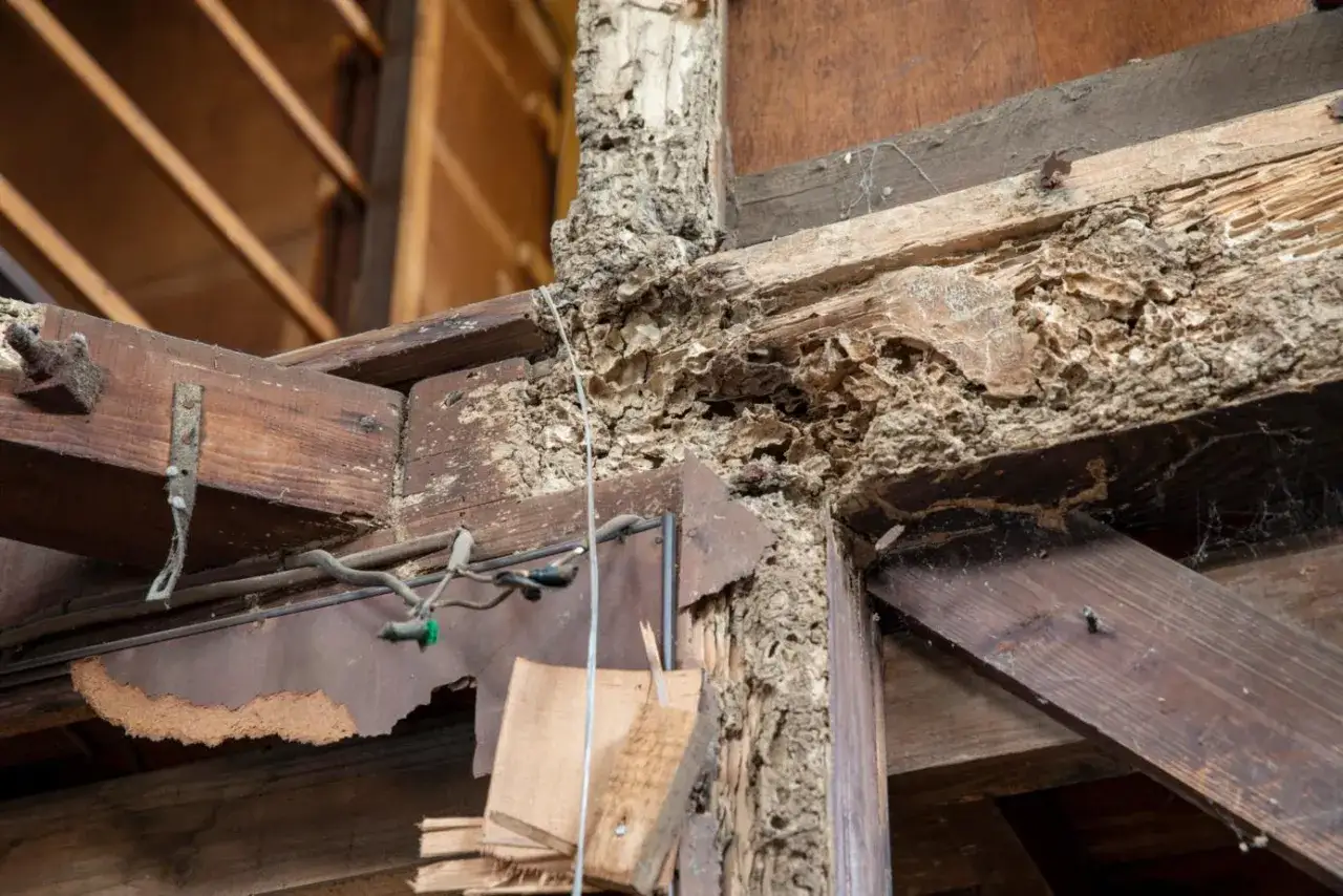 Structure en bois rongée par les termites, le bois piqué révèle l'ampleur des dégâts.