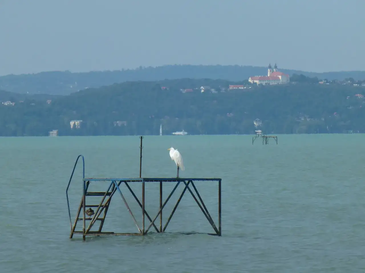 Biała czapla na pomoście na tle wzgórz i klasztoru nad jeziorem Balaton.