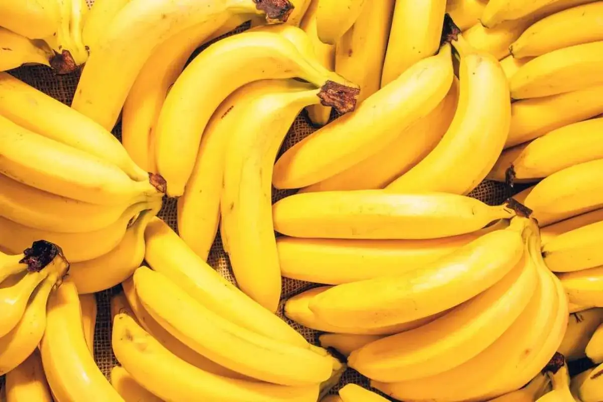 Kupa dojrzałych bananów. Czy banan jest lekkostrawny? Tak, to świetna przekąska!