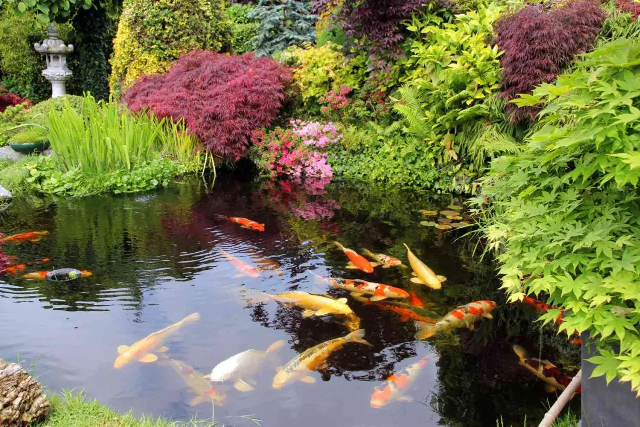 En vacker damm med koi-fiskar som simmar i det klara vattnet, omgiven av frodig grönska och blommor. En perfekt plats att koppla av vid, som om man vore i en dröm. Att bygga damm kan vara en fantastisk investering för trädgården.