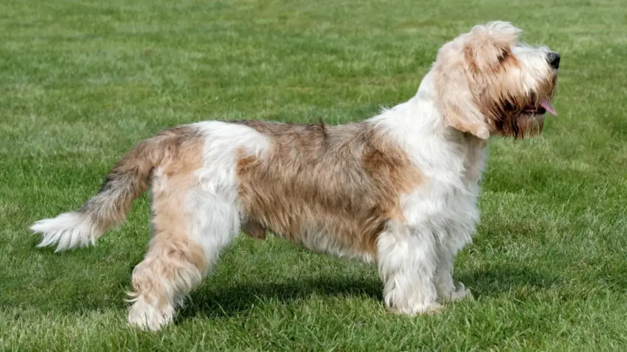 Un petit basset griffon vend&eacute;en, au poil hirsute et aux taches brunes, se tient fi&egrave;rement sur l'herbe verte, la langue pendante.