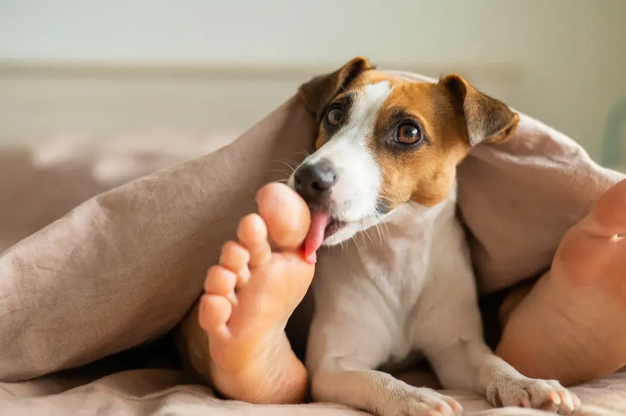 Piesek Jack Russell Terrier pod kołdrą liże ludzką stopę. Może to być oznaka przywiązania lub próba zaspokojenia ciekawości, dlaczego pies liże stopy.