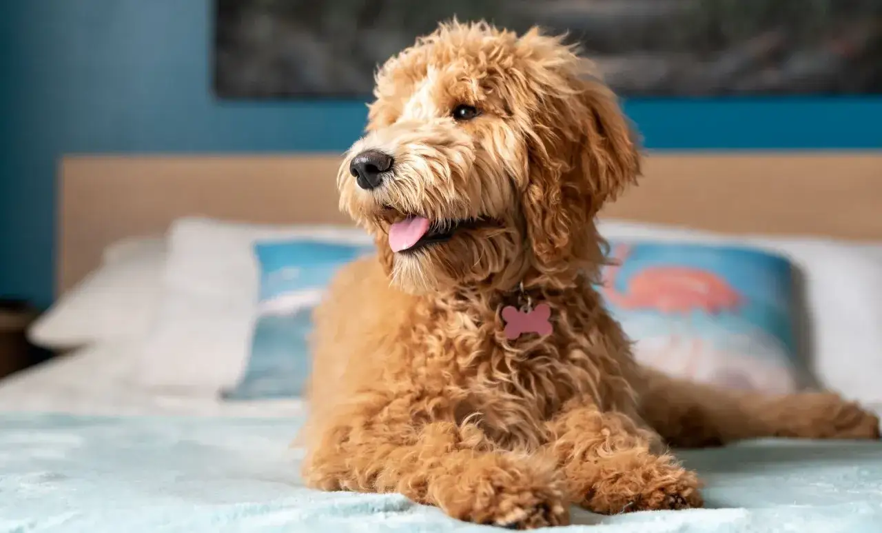 En fluffig, allergifri hund med en rosa benformad bricka vilar på en säng med en kudde med flamingotryck.