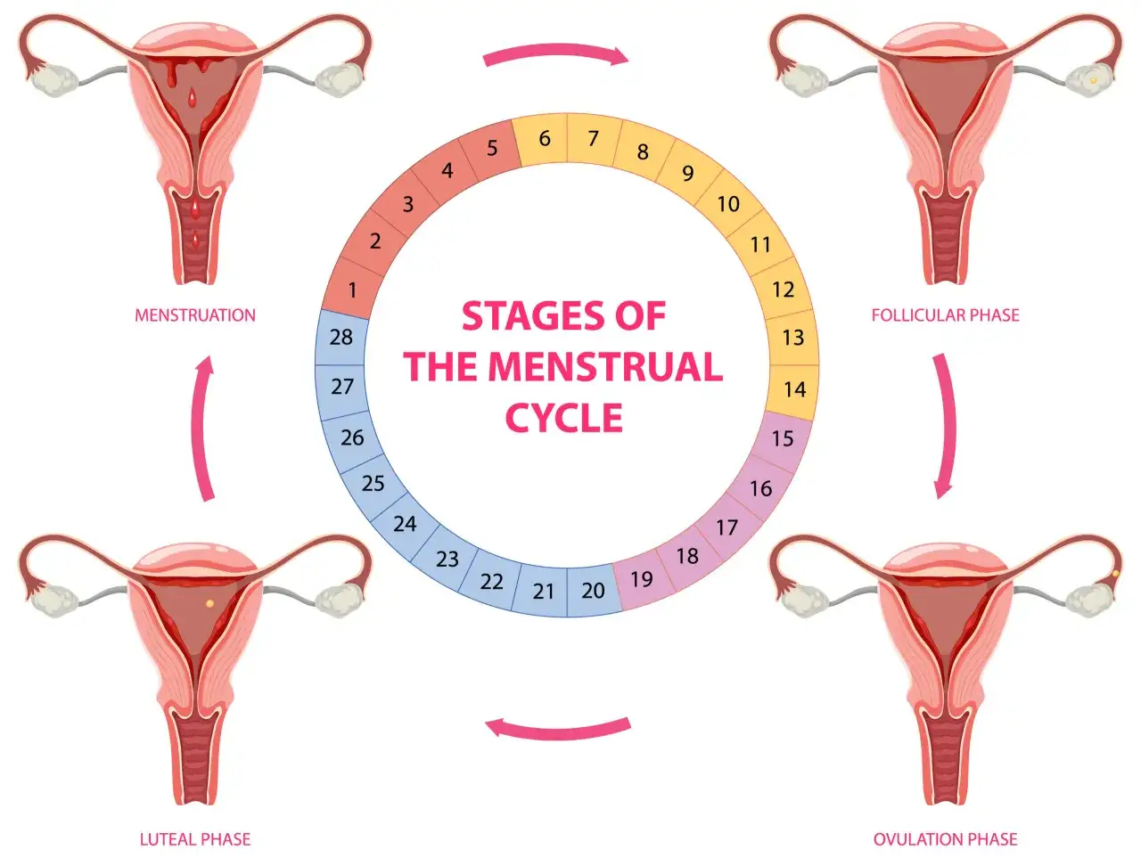 Illustration av menscykelns faser: menstruation, follikul&auml;r, &auml;gglossning och lutealfas. En cykel som en mens cykel.