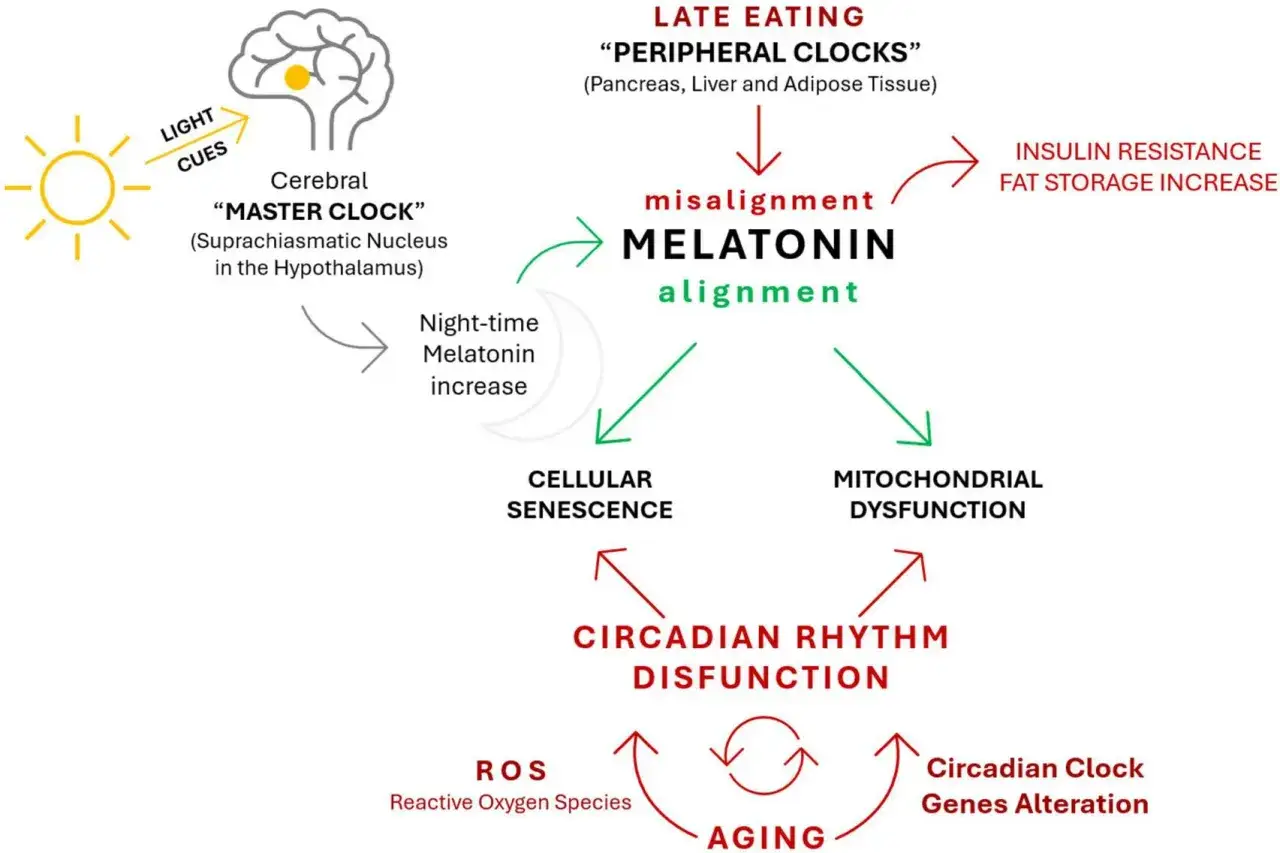 Schema zeigt, wie sp&auml;te Mahlzeiten und Melatonin-Fehlausrichtung zu Insulinresistenz, Fettansammlung und Gewichtszunahme f&uuml;hren k&ouml;nnen.