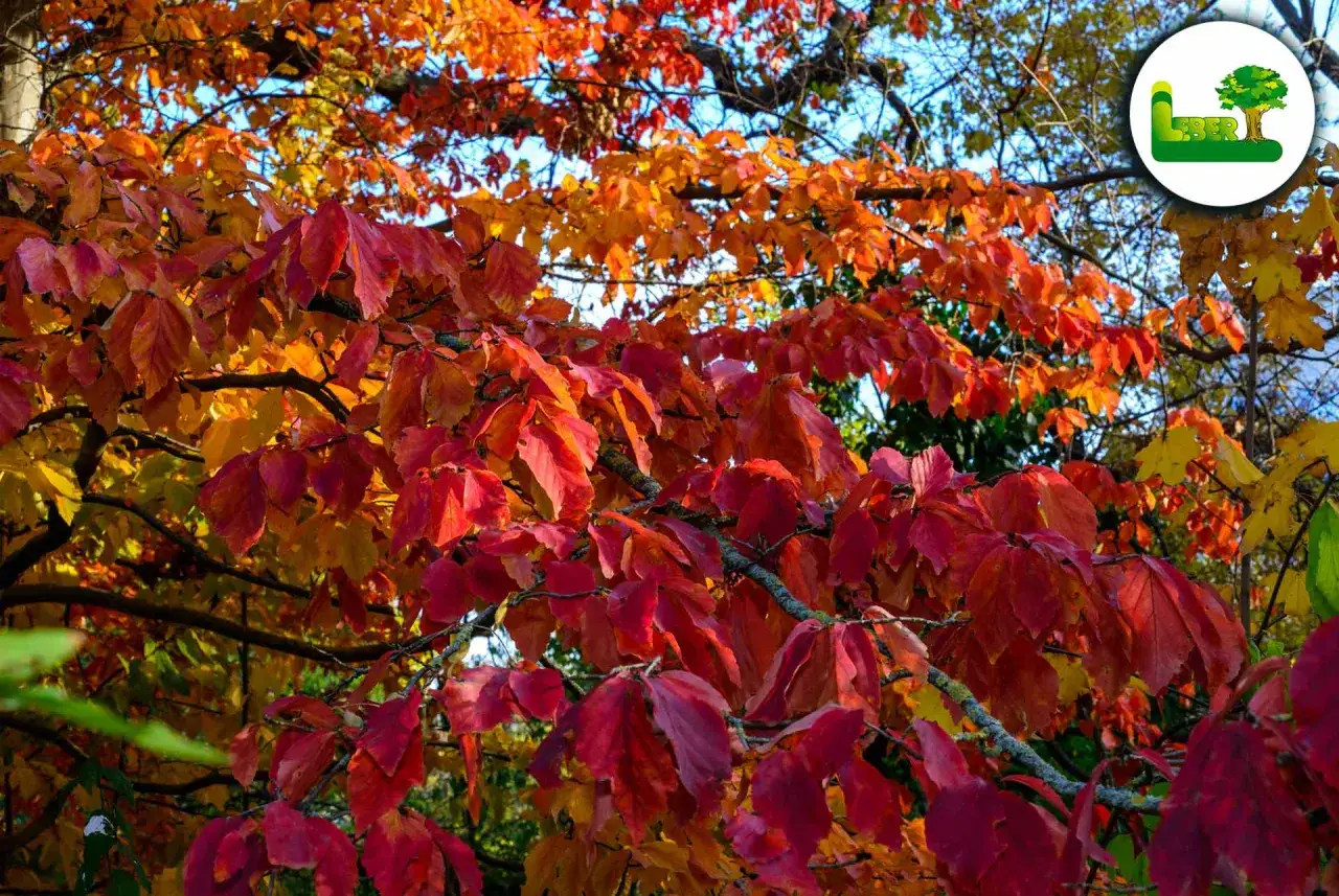Herbstlaub eines persischen Eisenholzbaums in leuchtenden Rot- und Orangetönen.