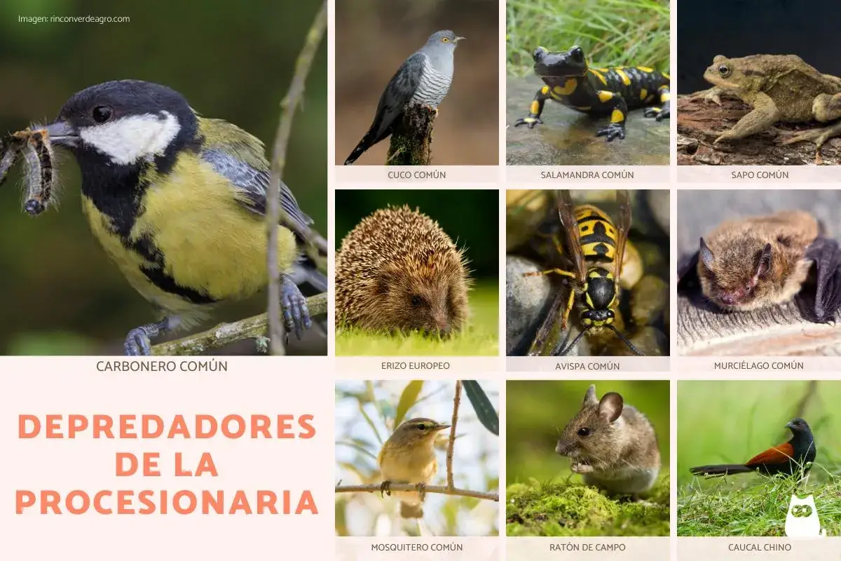 Carbonero com&uacute;n capturando orugas, junto a otros animales que son depredadores de la procesionaria: cuco, salamandra, sapo, erizo, avispa, murci&eacute;lago, mosquitero, rat&oacute;n y caucal.