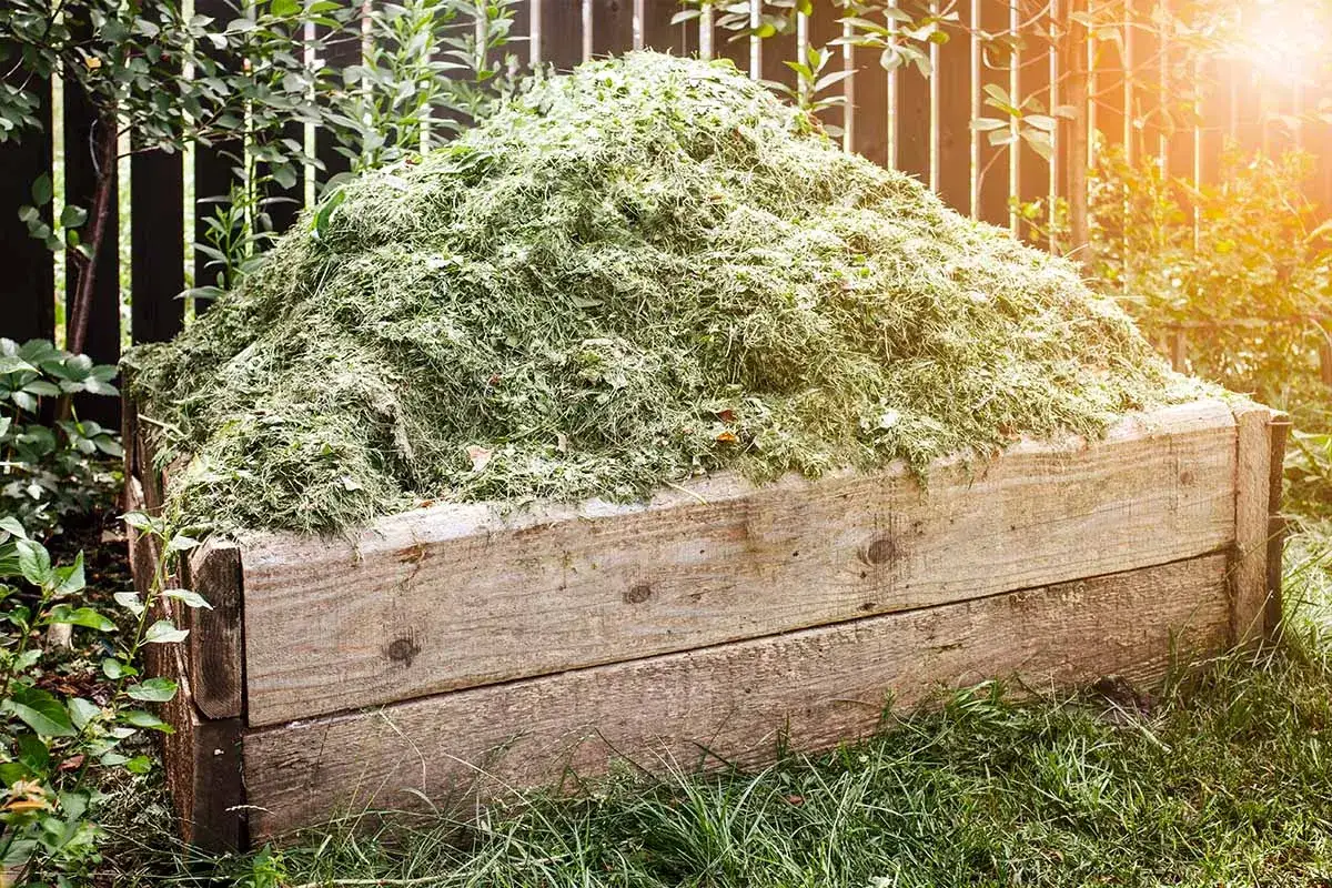 Un tas de tonte d'herbe fra&icirc;che dans une caisse en bois, pr&ecirc;t pour le paillage potager. La lumi&egrave;re du soleil illumine le tas verdoyant.
