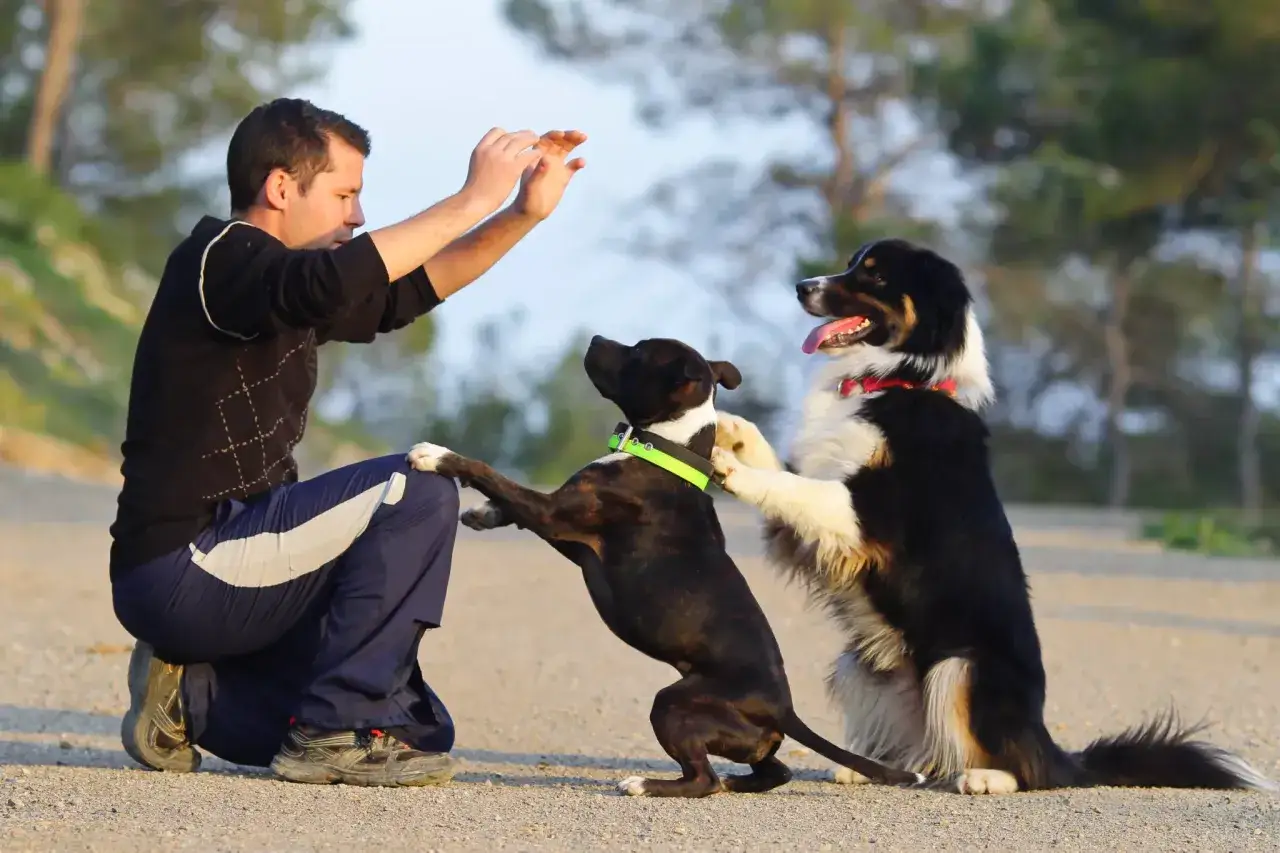 Hombre entrenando a dos perros con trucos. Uno salta y el otro está sentado, ambos atentos.