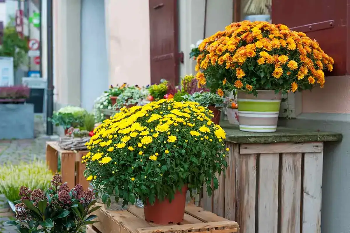 Prachtvolle gelbe und orangefarbene chrysanthemen im topf schmücken einen Blumenladen.