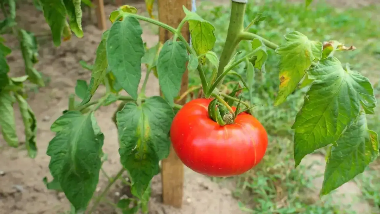 Czerwony pomidor dojrzewa na krzaku. Dowiedz się, jak przyspieszyć dojrzewanie pomidorów na krzaku, by cieszyć się plonami szybciej.