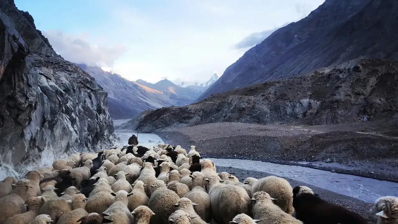 A flock of sheep navigates a rocky path beside a river, a lone shepherd guiding them through a vast, mountainous valley of the shadow of death.