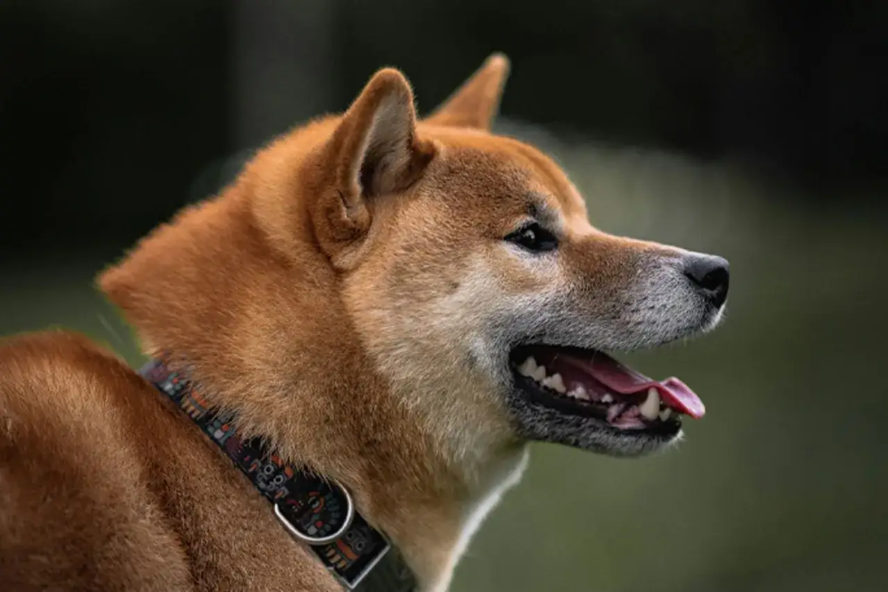 En gammal hund med vaken blick och tungan ute.