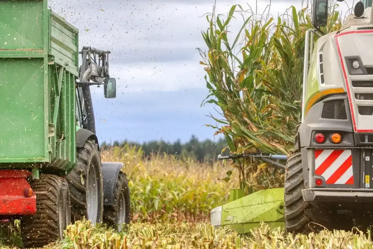 Macchina agricola raccoglie il mais in un campo. Residui volano nell'aria, un rimorchio verde attende il raccolto.