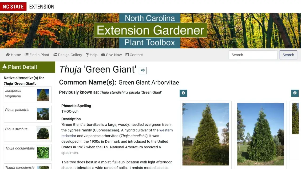 Information om att plantera thuja 'Green Giant', en stor, barrträd som passar bra i soliga lägen.