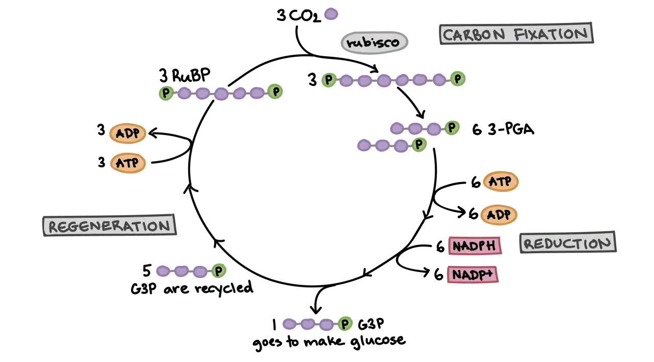Schemat cyklu Calvina: fiksacja CO2, redukcja i regeneracja. 1 G3P opuszcza cykl, by tworzyć glukozę.