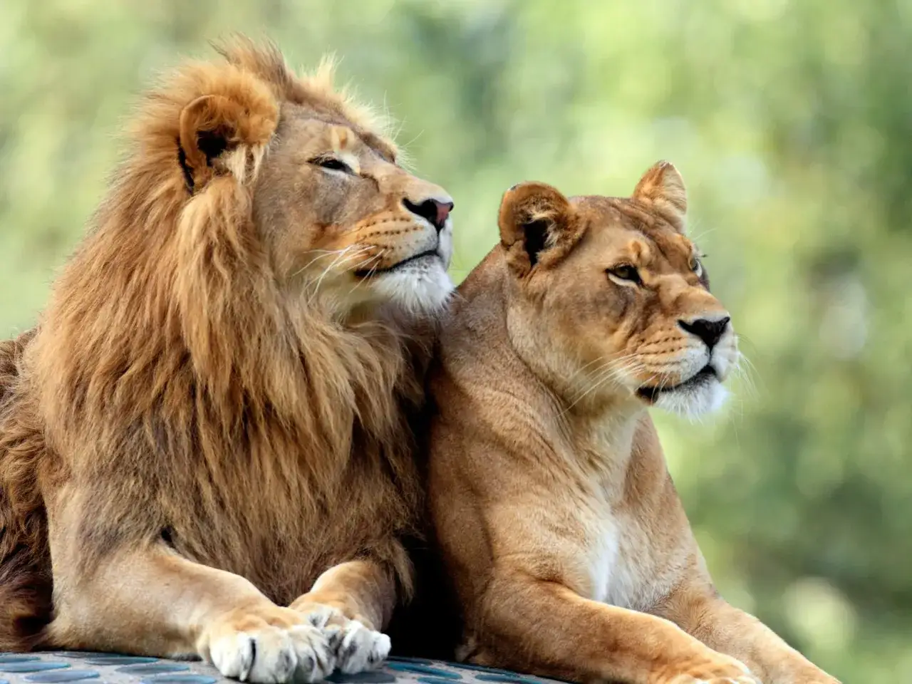Un león y una leona descansan juntos, como si soñar con leones fuera su única preocupación.