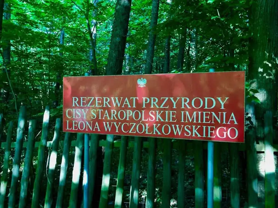 Przykłady rezerwatów przyrody w Polsce: Bory Tucholskie, Cisy Staropolskie
