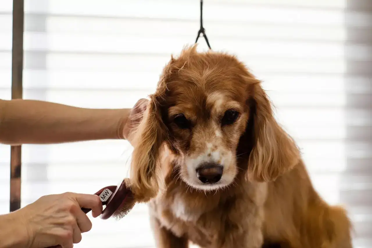 En hund borstas, kanske för att förlänga livet på en cocker spaniel.