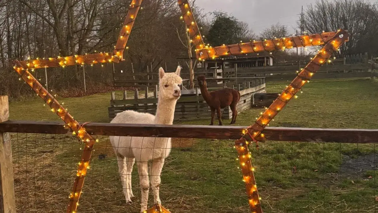 Zwei Alpakas auf einer Weide in Flensburg, umrahmt von einem Stern aus Holz und Lichterketten. Ein Erlebnis für jede Alpaka Wanderung.