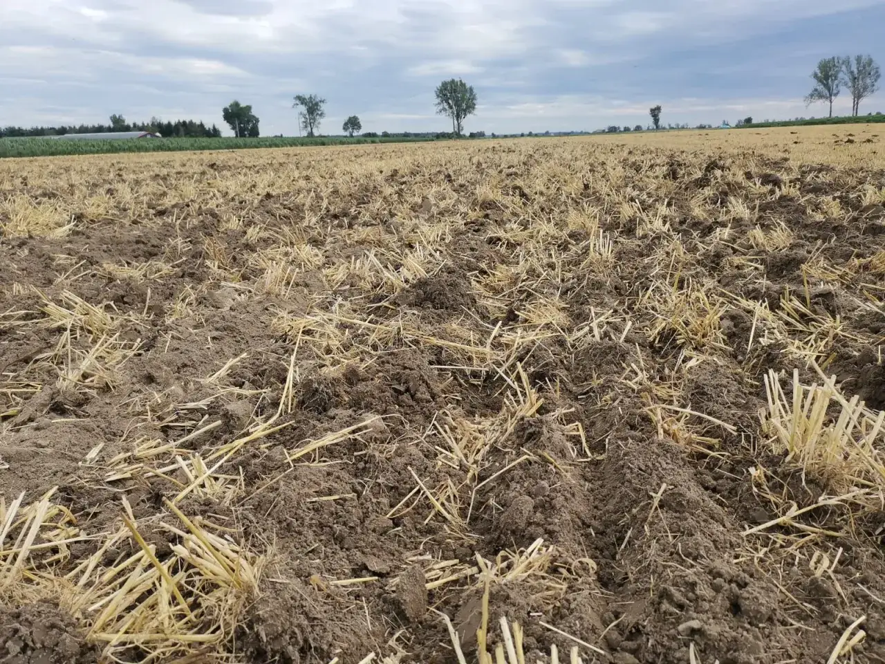 Pole po żniwach, z widoczną słomą z kukurydzy i grudami ziemi. W oddali drzewa i niebo.