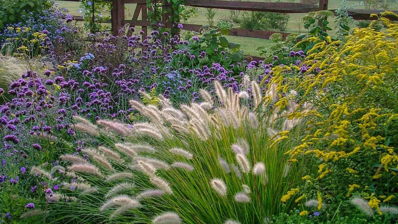 Ein &uuml;ppiges blumenbeet mit lila und gelben Bl&uuml;ten, Gr&auml;sern und einem Holzzaun im Hintergrund. Tolle blumenbeet ideen f&uuml;r jeden Garten.