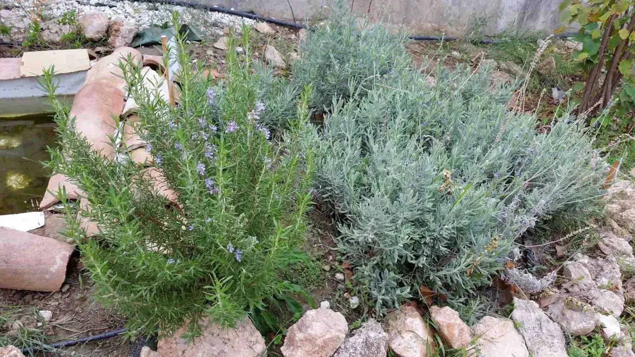 Plantas de jard&iacute;n: romero con flores moradas y lavanda gris&aacute;cea, rodeadas de rocas y fragmentos de terracota.