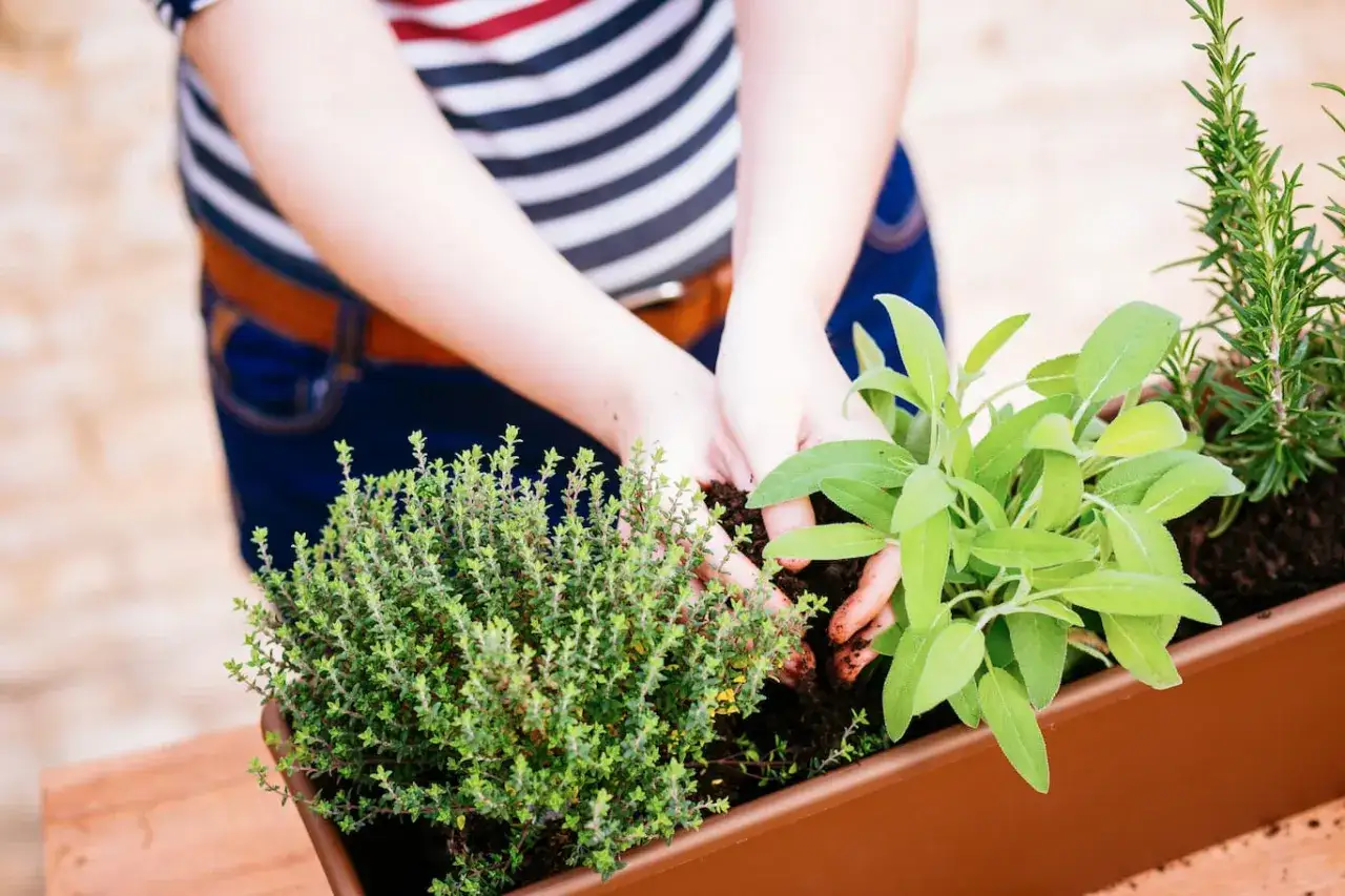 Manos plantando hierbas aromáticas, como tomillo y salvia, en una maceta. Estas plantas antimosquitos perfumarán el jardín.