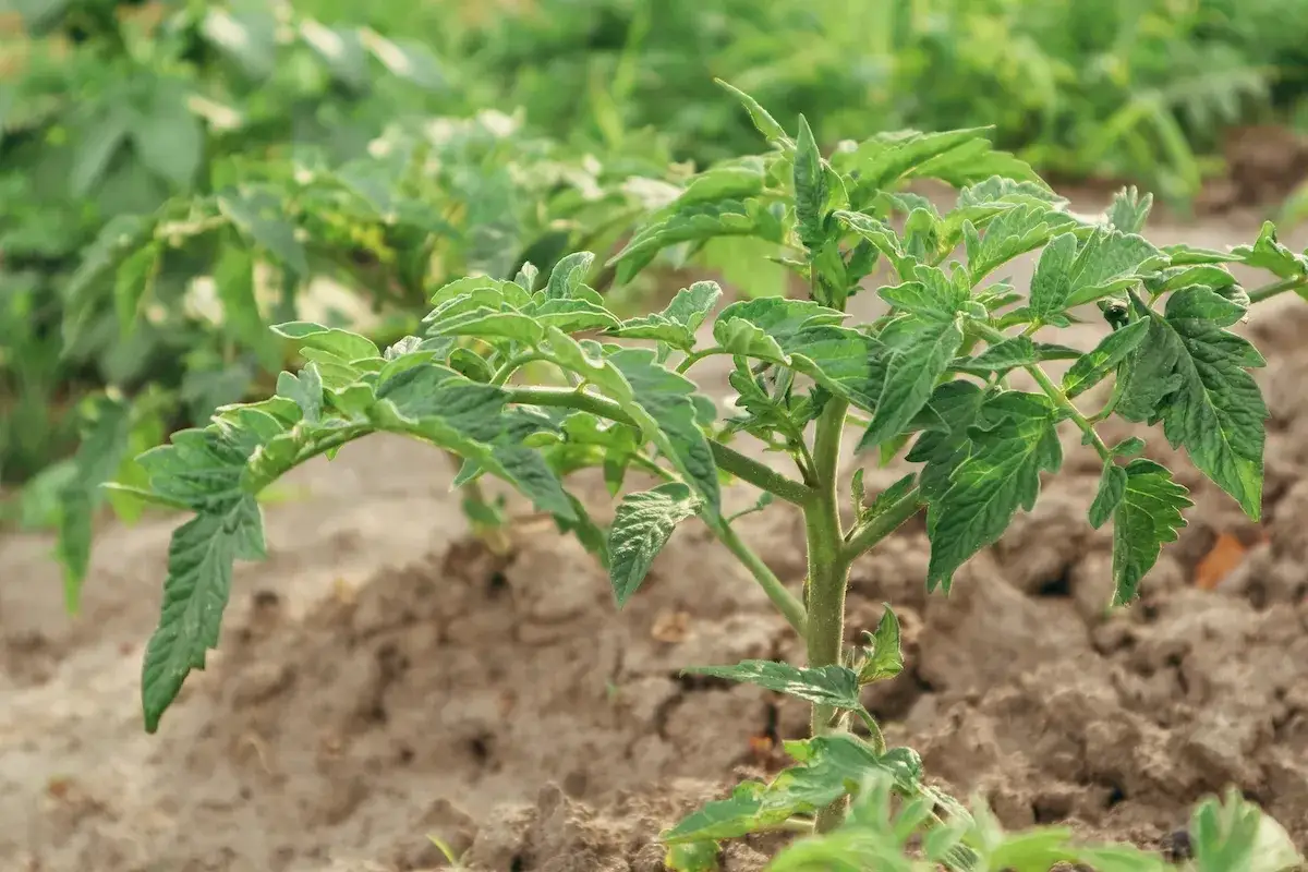 Jeune plant de tomate en pleine terre, feuillage vert vif. Il est temps de comprendre pourquoi mes tomates ne fleurissent pas.