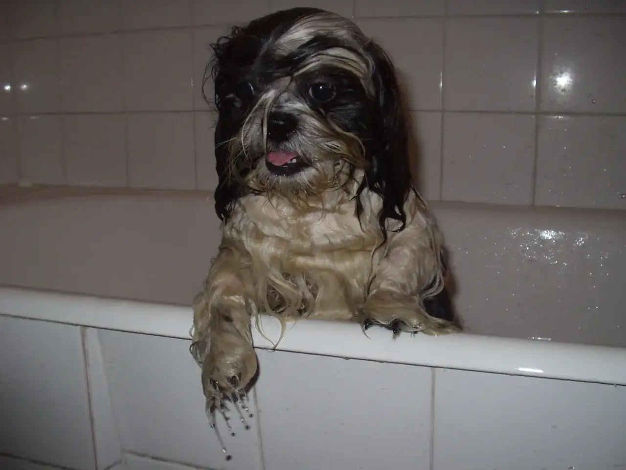 Shih tzu szczeniak w wannie akcesoria do kąpieli
