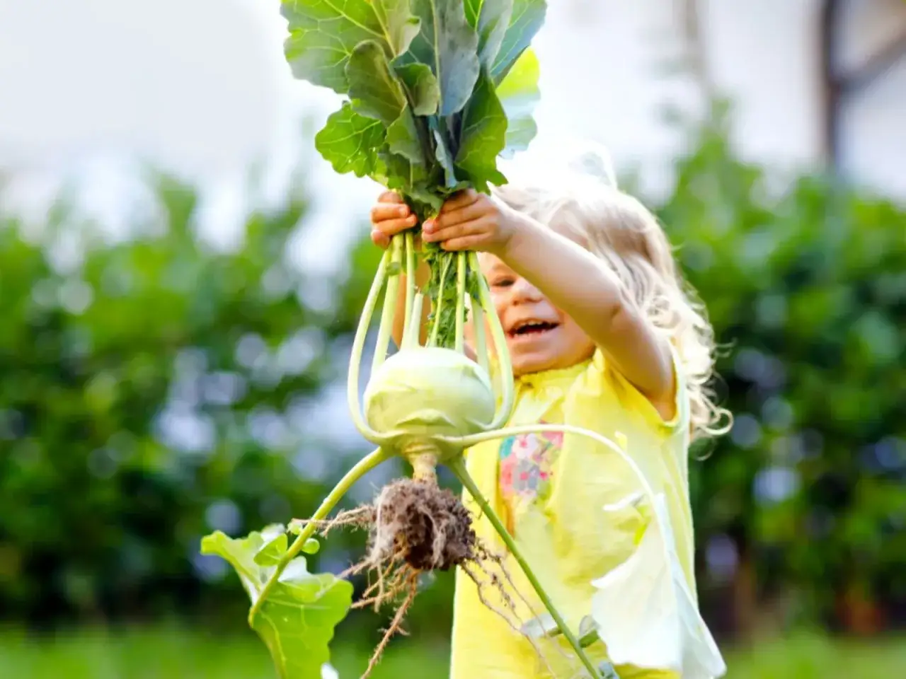 A happy child holds a freshly harvested kohlrabi, showing it's time to harvest kohlrabi when the bulb is about the size of a baseball.