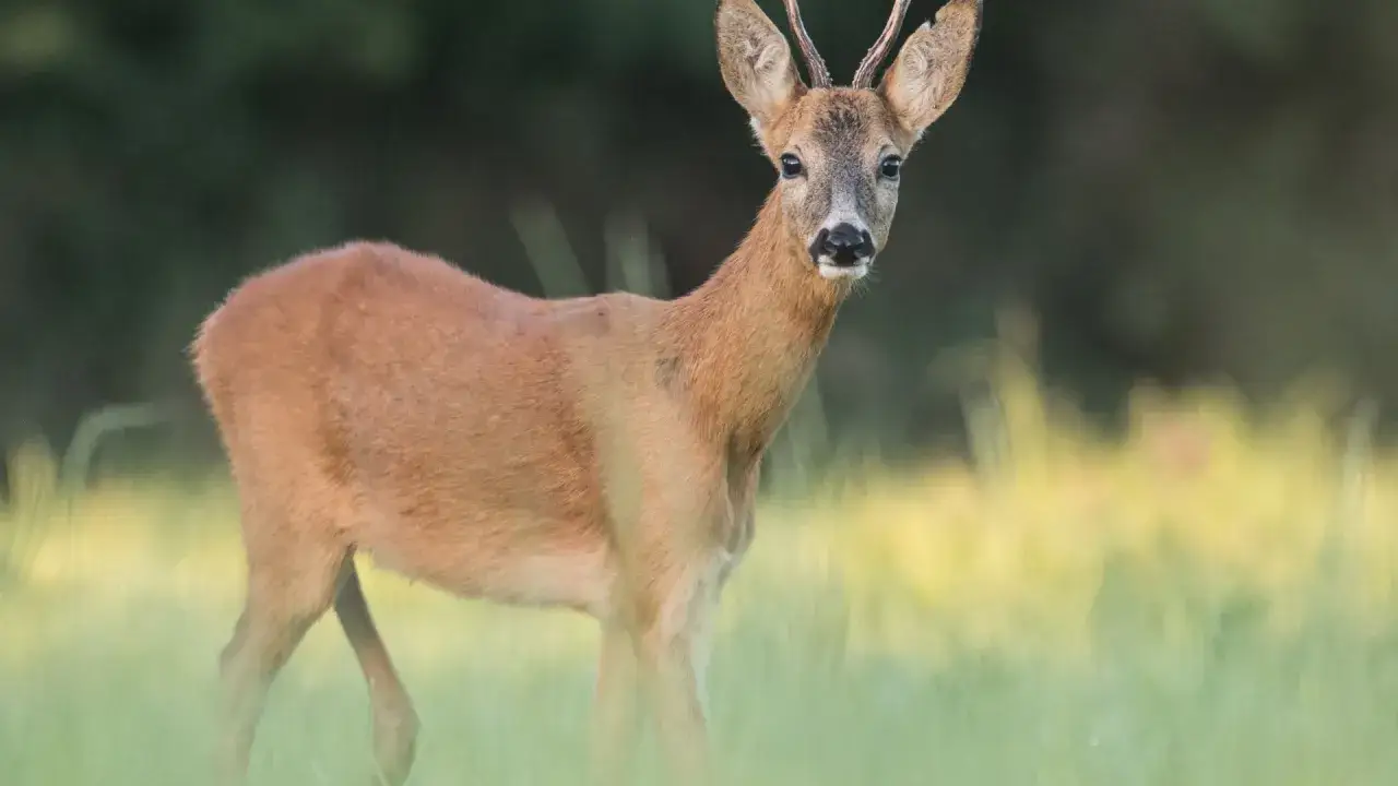 Un chevreuil adulte, aux bois naissants, observe attentivement depuis une prairie verdoyante.
