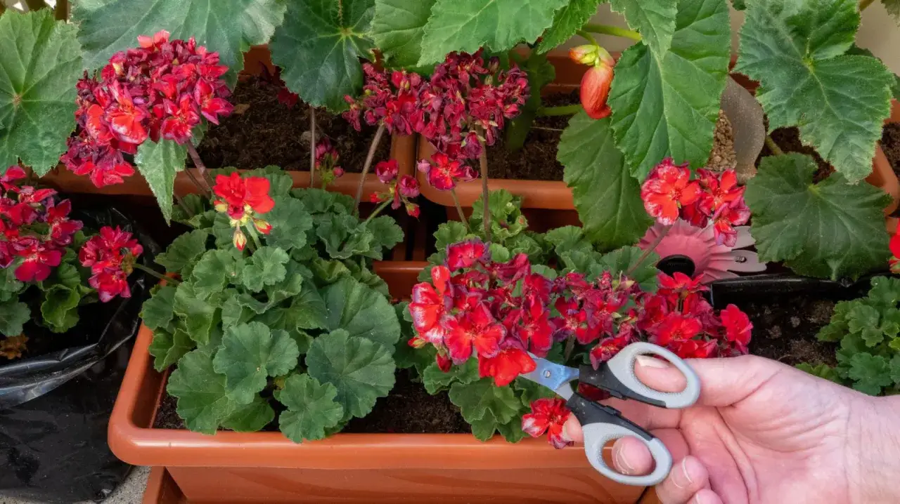 Przycinanie przekwitłych kwiatów pelargonii to klucz do ich obfitego kwitnienia. Ręka z nożyczkami przycina czerwone kwiaty.