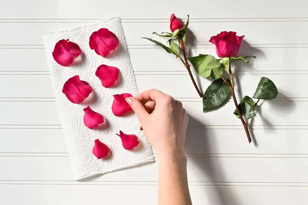 Hand legt Blütenblätter von roten Rosen zum Trocknen auf Küchenpapier. Zwei Rosenzweige liegen daneben.