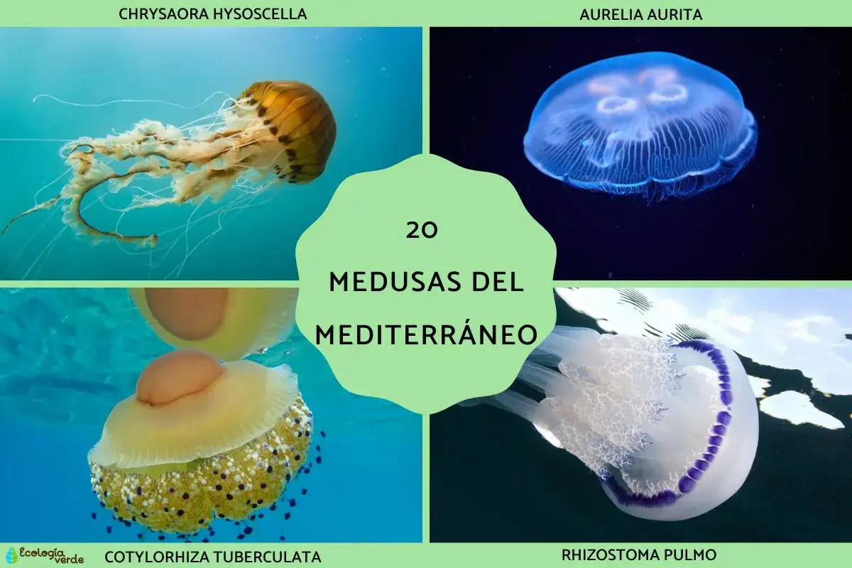 Explora diversos tipos de medusas en España, como la Chrysaora hysoscella y la Rhizostoma pulmo, en este collage marino.
