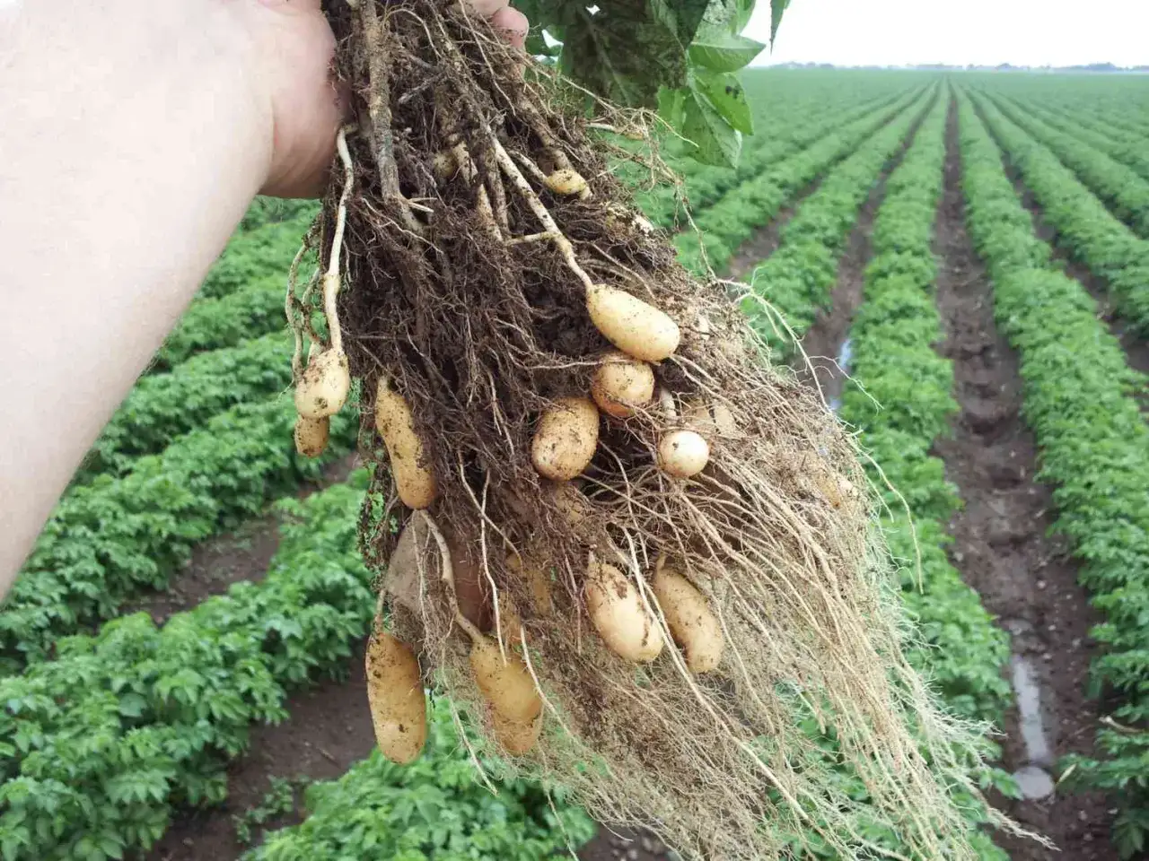 En hand håller upp en rot med färska potatisar, uppgrävda ur den bördiga jorden till potatis. I bakgrunden syns en stor potatisåker.