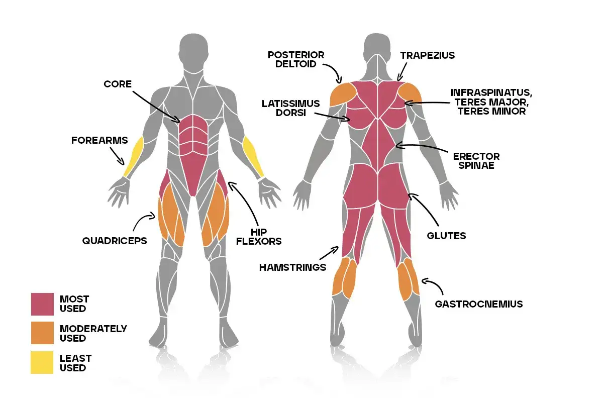 Muskelgruppen, die beim Kreuzheben am stärksten beansprucht werden: Rumpf, Latissimus, Glutes, Hamstrings, Erector Spinae.