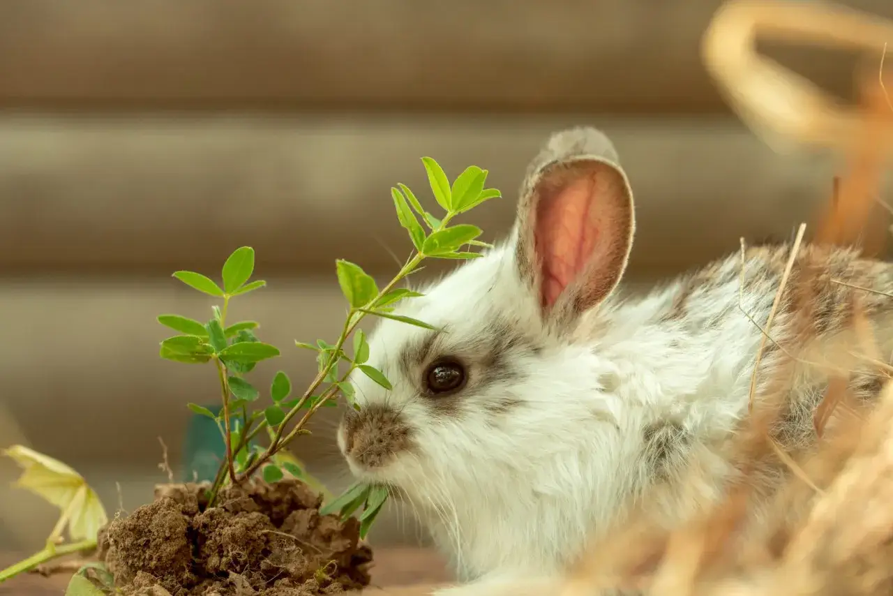 Ein flauschiges Kaninchen knabbert an gr&uuml;nen Bl&auml;ttern. Vorsicht, nicht alle Pflanzen sind gut f&uuml;r Kaninchen, manche fressen giftige Pflanzen!