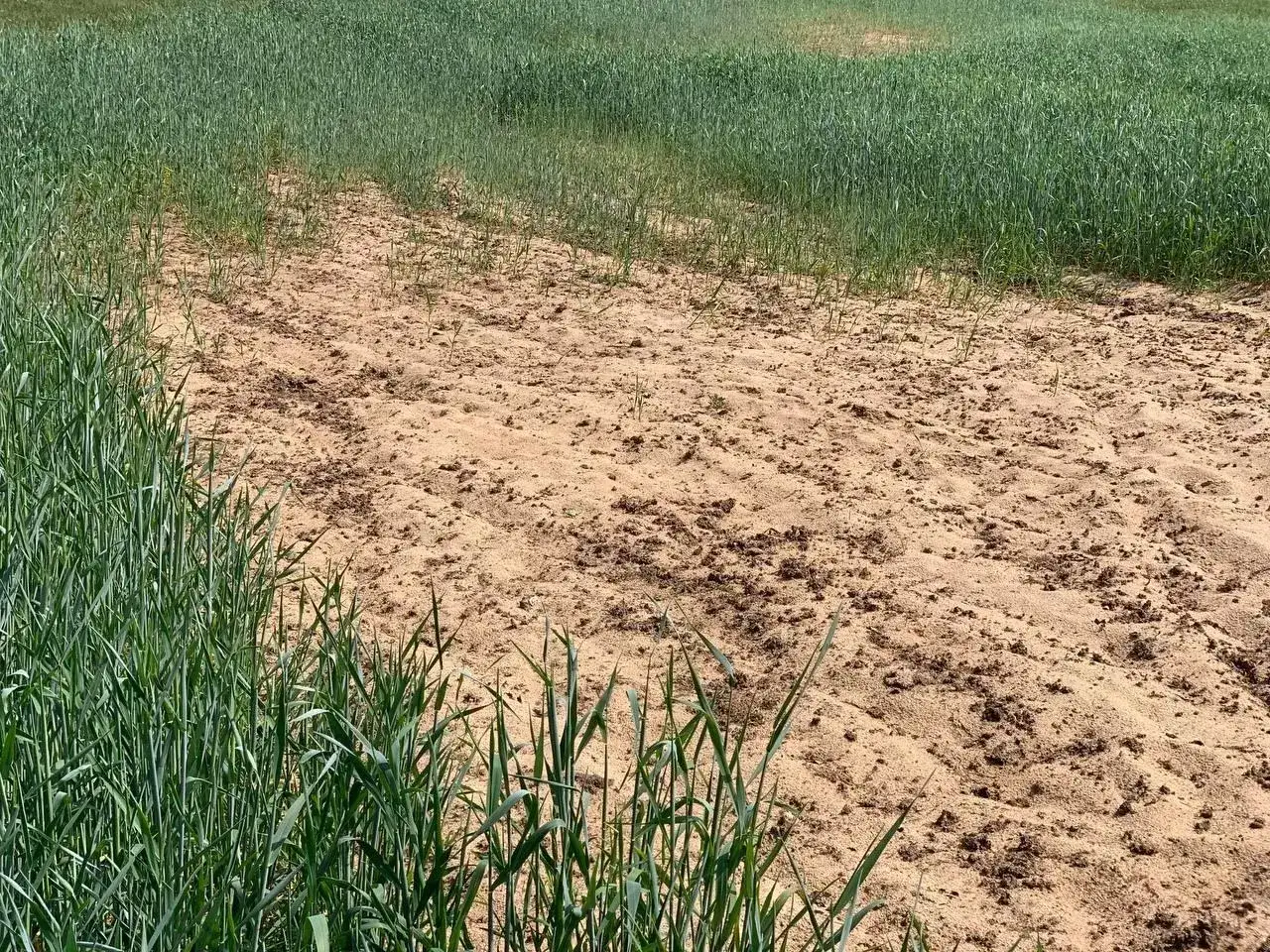 Pola zboża z suchym, piaszczystym fragmentem, gdzie widać ślady po nawozie, być może saletra pomogła odżywić glebę.