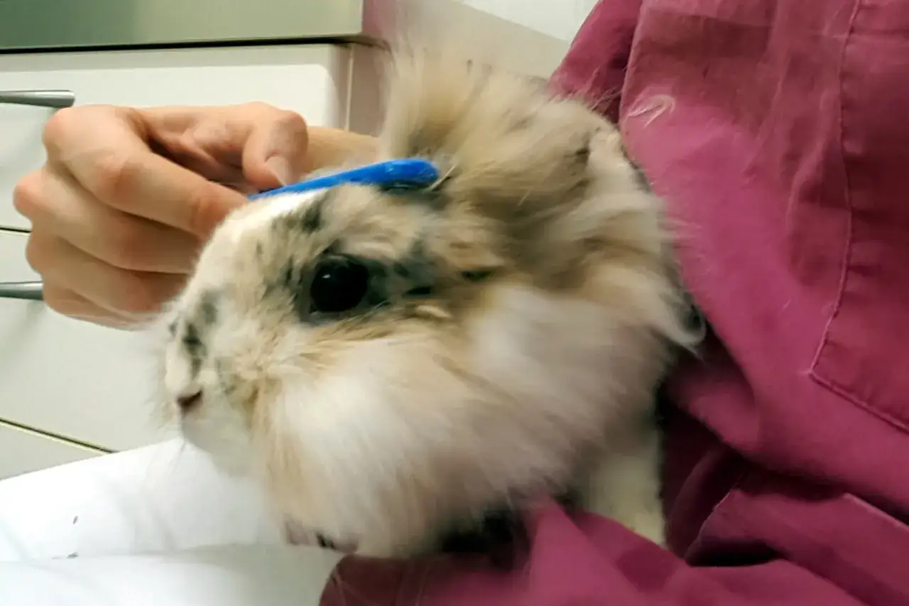 Ein Kaninchen wird sanft mit einer blauen Bürste gepflegt. Die Frage, darf man Kaninchen baden, wird hier nicht beantwortet, aber die Fellpflege ist wichtig.