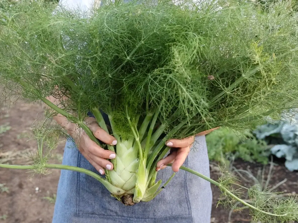 Gros bulbe de fenouil fraîchement récolté, prêt pour la cuisine. Savoir quand récolter le fenouil est essentiel pour profiter de sa saveur anisée.