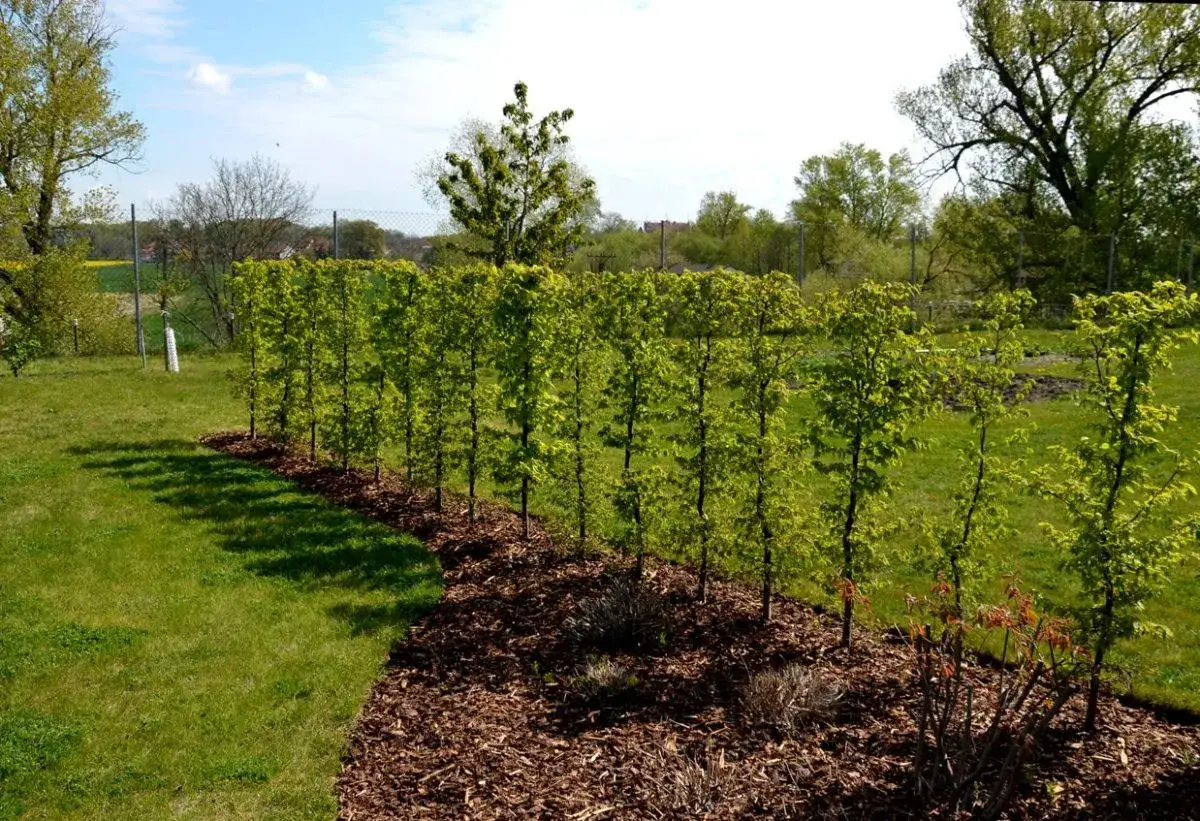 Eine frisch gepflanzte Ligusterhecke, die pro Meter dicht wächst, säumt einen grünen Rasen.