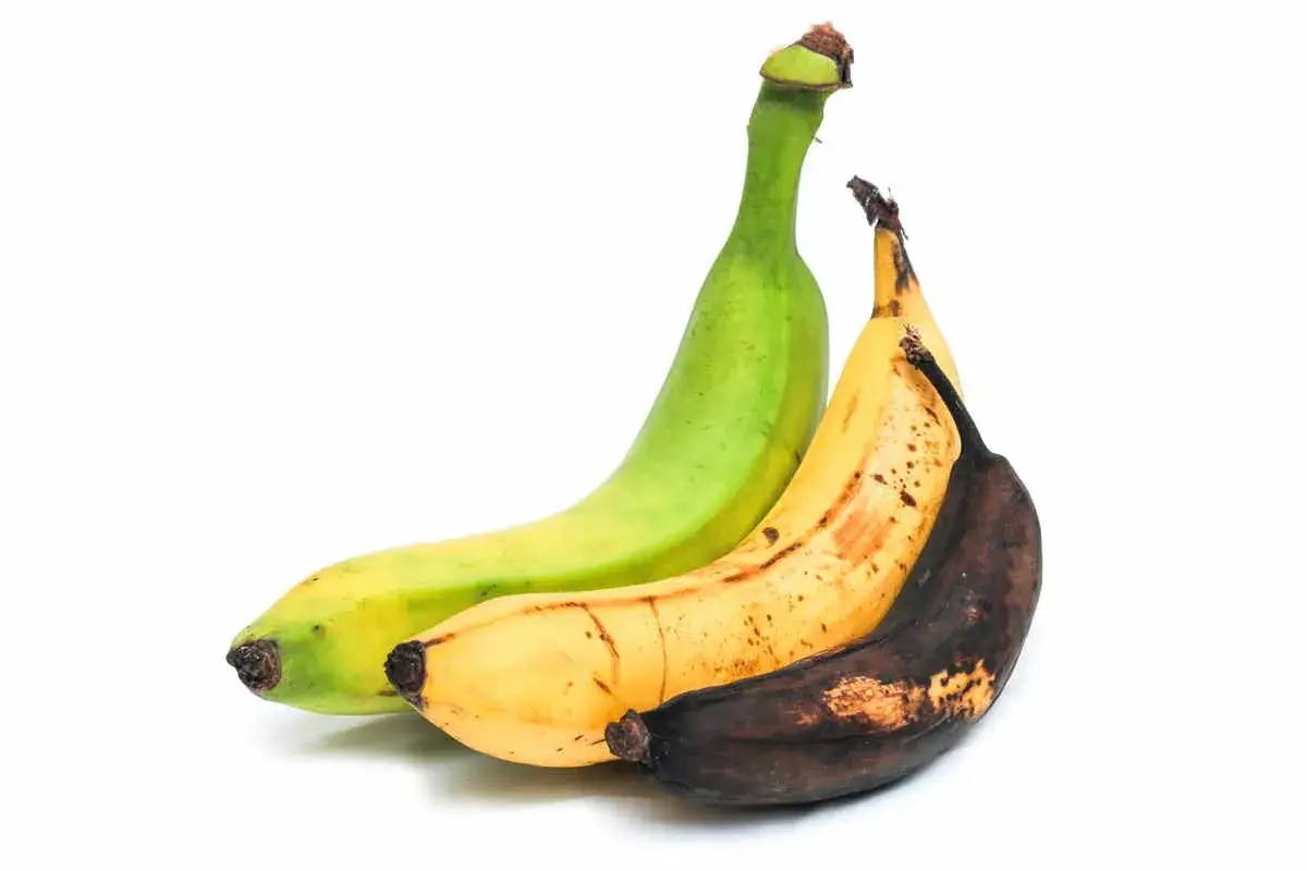 Tre banane in diverse fasi di maturazione: verde, gialla e marrone. La banana &egrave; astringente o lassativa a seconda della maturazione.